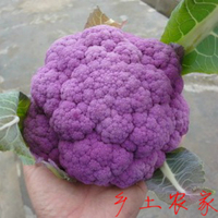 满包邮 新品 紫花菜种子稀有蔬菜品种紫菜花花椰菜原包装西兰花