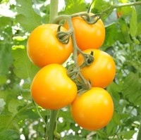 彩色袋装蔬菜种子 黄珍珠番茄 果蔬种子 居家种菜 阳台盆栽种植