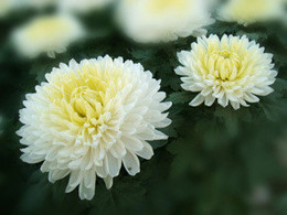 菊花--美艳的大白菊---花卉苗木（盆栽植物盆景花卉