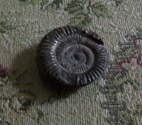 樱桃法国生活馆~英国海峡蜗牛贝壳古化石 3 非全新