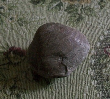 樱桃法国生活馆~欧洲收藏品·英国海峡贝壳古化石 1
