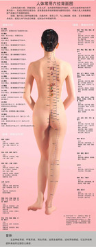 医疗卫生海报医院科室图医学中医人体常用穴位背面图C12-35x90