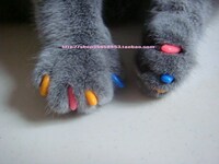 日本Mikoo猫咪指甲套 防抓伤美甲宠物指甲套猫指甲套（送胶水）