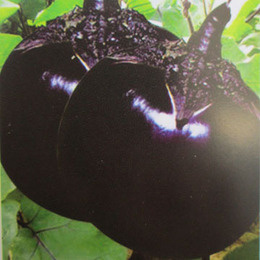 寿光蔬菜种子 元帅 圆茄子种子 早熟耐低温 黑紫色 1000粒