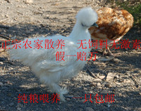 农家散养无饲料的乌鸡/乌骨鸡/月子鸡汤 新鲜活鸡现杀 两只包邮