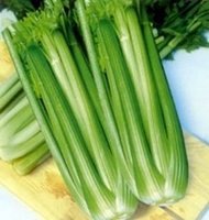 文图拉西芹/芹菜种子高产抗病西芹种子绿叶蔬菜种子香芹种子20g