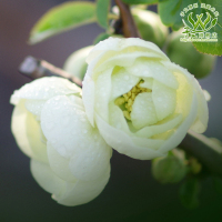白色花海棠苗盆栽 日本白海棠 银长寿 绿宝石海棠 花多 花团锦簇
