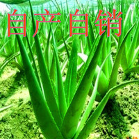 花卉芦荟植物 盆栽库拉索芦荟苗/美容芦荟 食用芦荟小苗包成活