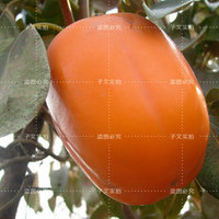 柿树苗柿子树苗 大秋 日本完全甜柿品种 浓甜，含糖24%，清香味美