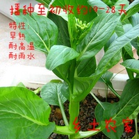 满包邮 阳台蔬菜盆栽小白菜青菜四九菜心种子 四季播200粒 易种