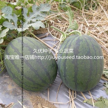 【缺货】西瓜种子 小型礼品西瓜黑美玲墨绿皮椭圆果高糖度产量高