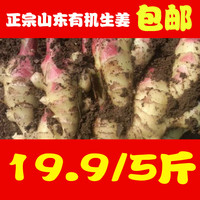 2015新货农家自种有机生姜老姜大姜新鲜黄姜月子姜蔬菜5斤装包邮