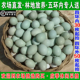 果园散养鸡蛋 乌鸡蛋 绿皮蛋 土鸡蛋 婴孕蛋 北京城区30枚起送