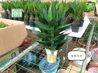 水培植物富贵竹开运竹节节高 观音竹 办公桌面盆栽绿植防辐射花卉