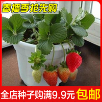 夏季蔬菜种子水果盆栽奶油白红草莓种子家庭菜园阳台专用易种包邮