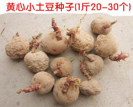 小土豆种子小洋芋黄心马铃薯土豆种子 带芽头 传统老品种 5斤包邮