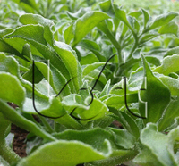 雪花/冰草种子冰菜种子进口南非洲冰草 多肉植物 蔬菜种子 300粒