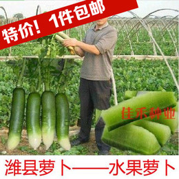 潍坊特产 正宗潍县水果青萝卜种子 脆甜多汁 秋季播蔬菜 包邮