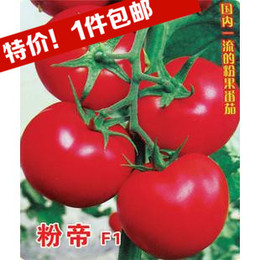 粉帝F1 番茄种子 粉红大果番茄 耐低温 高产 保护地大棚露地用 5g