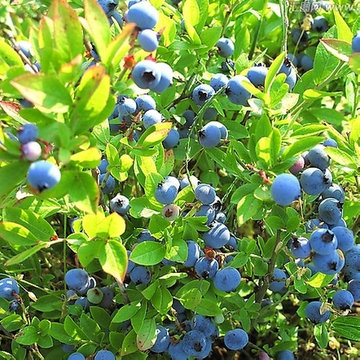 盆栽果树苗蓝莓树苗南高层蓝莓苗【夏普蓝】适合南方种植当年结果