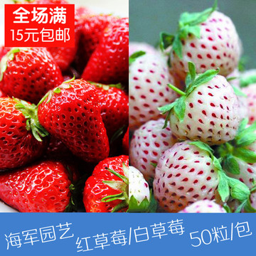 盆栽水果 阳台蔬果 草莓种子 红白草莓 菠萝莓 四季播种