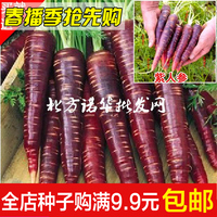 进口紫人参紫八寸紫黑胡萝卜种子 特菜蔬菜水果种子盆栽四季种植