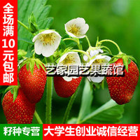 盆栽花卉水果白红草莓种子 阳台春播种子100粒装蔬菜蔬果树种子