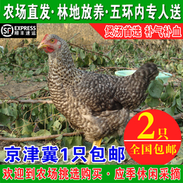 正宗北京自养活鸡6-8个月 散养农家土鸡柴鸡小母鸡走地鸡童子鸡