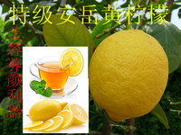 安岳特产黄柠檬维生素新鲜水果尤力克品种散装批发特价5斤起包邮