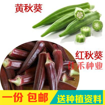 台湾五福 黄 绿红秋葵种子 五角羊角豆 补肾菜 阳台 春夏季播蔬菜