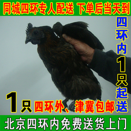 正宗北京农2年农家散养土鸡乌鸡柴鸡月子鸡 五黑鸡