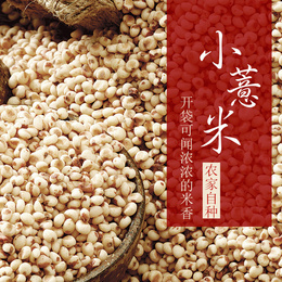 有机小薏米仁 薏米 精选薏仁米 苡米仁 红豆薏米粥 营养薏米250g
