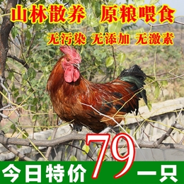 【珍鼎家禽】太行山脉散养1年土鸡2年老母鸡3年土公鸡柴笨鸡肉