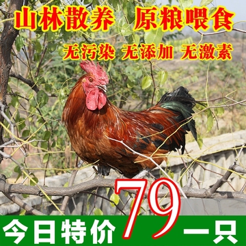【珍鼎家禽】太行山脉散养1年土鸡2年老母鸡3年土公鸡柴笨鸡肉