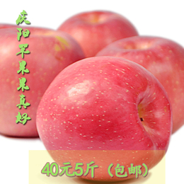 包邮现摘 庆阳新鲜苹果水果SOD奶蜜红富士5斤特级批发2-5 冰糖心