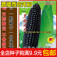 寿光蔬菜种子 农科院推荐 超甜玉米 黑糯4号 黑色粘玉米种子鲜食