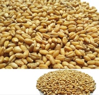 小麦芽苗菜种子豆芽机专用回春水榨汁无土栽培绿色小麦草种子一斤