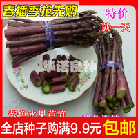 进口紫芦笋种子 紫色激情 夏秋蔬菜种子批发 四季种植 生吃包邮