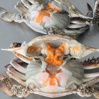 鲜活野生膏蟹 带黄梭子蟹 生鲜海鲜水产 海蟹 母蟹 红膏蟹 母飞蟹