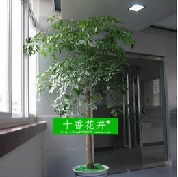 室内大型盆栽幸福树平安树大型植物客厅办公室盆栽绿宝盆景幸福树