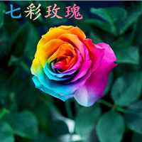 四季开花庭院盆栽花卉植物 地栽玫瑰花苗 七彩玫瑰花苗 彩虹玫瑰