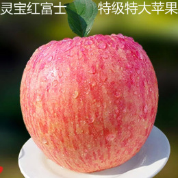 河南特产灵宝苹果寺河山红富士苹果新鲜水果特大苹果16个包邮现摘
