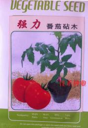 强力番茄砧木种子 亲和力好 抗病性强 番茄嫁接专用