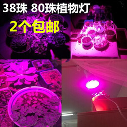 2个包邮 38珠LED 80珠LED植物生长灯 多肉植物蔬菜茎叶植物补光灯