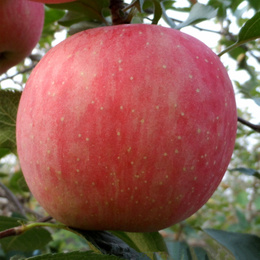 烟台苹果水果新鲜山东栖霞红富士苹果特产批发农家包邮5斤