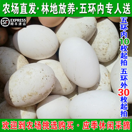 白洋淀农家散养土鹅蛋新鲜鹅蛋生处子鹅蛋孕妇去胎毒北京免费送货