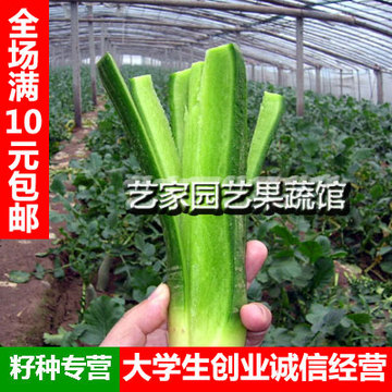 四季播蔬菜水果花卉种子 水果萝卜种子 萝卜籽 庭院盆栽瓜果蔬菜
