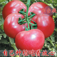 粉果番茄美冠西红柿种子蔬果菜种子口味独特盆栽菜蔬菜种子