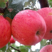 2016现摘陕西水果精品苹果红富士苹果10斤苹果新鲜有机包邮多汁脆