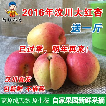 【现摘现发】汶川农家大红黄杏子应季新鲜水果胜陕西甜杏5斤包邮